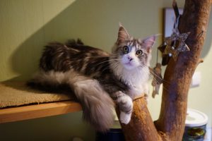 CH Sophie of Pegasuscastle
