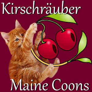 Die Kirschräuber - Maine Coon Katzenzüchter aus Altenburg / Thüringen